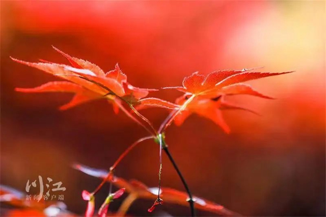 枫叶、蔷薇、三角梅、郁金香......这是热情绚烂的四月泸州(图21)