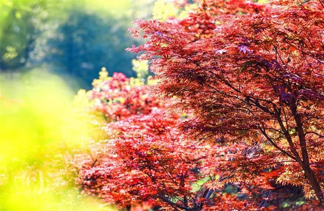 枫叶、蔷薇、三角梅、郁金香......这是热情绚烂的四月泸州(图19)