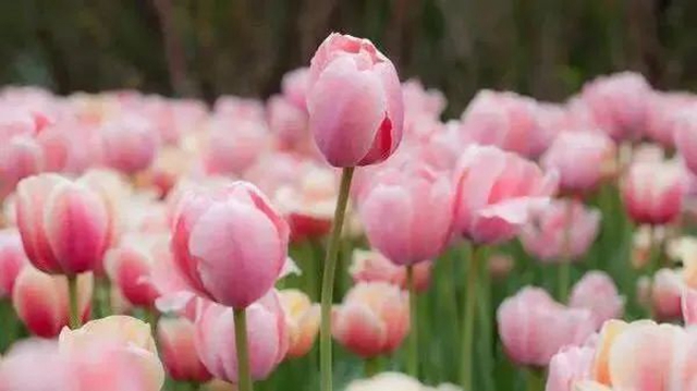 枫叶、蔷薇、三角梅、郁金香......这是热情绚烂的四月泸州(图22)