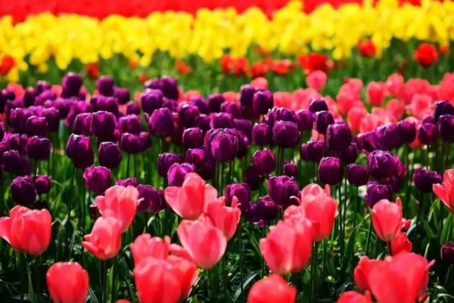 枫叶、蔷薇、三角梅、郁金香......这是热情绚烂的四月泸州(图23)