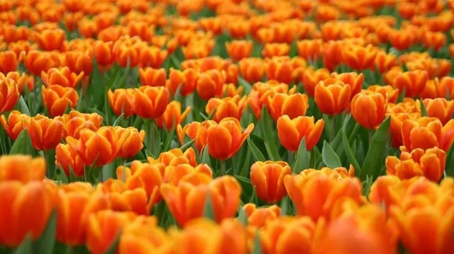 枫叶、蔷薇、三角梅、郁金香......这是热情绚烂的四月泸州(图24)