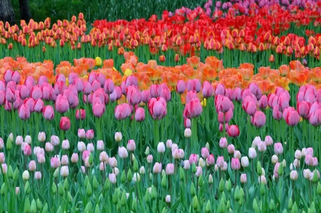 枫叶、蔷薇、三角梅、郁金香......这是热情绚烂的四月泸州(图28)