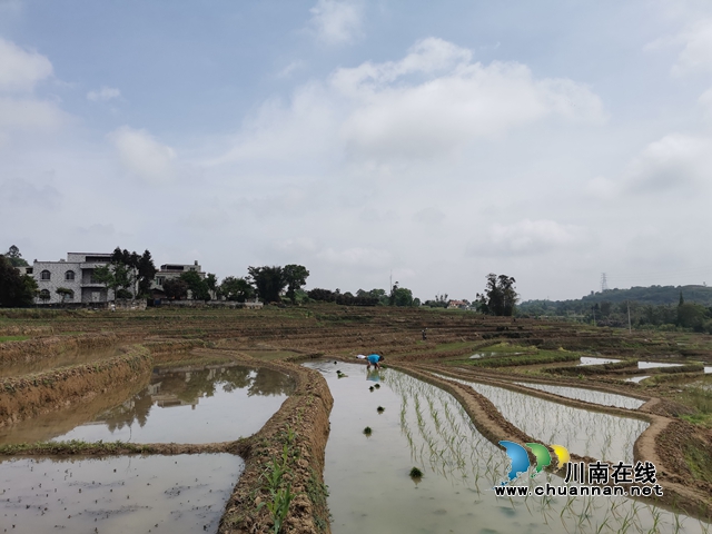  泸县太伏镇：万亩梯田春耕美如画(图8)