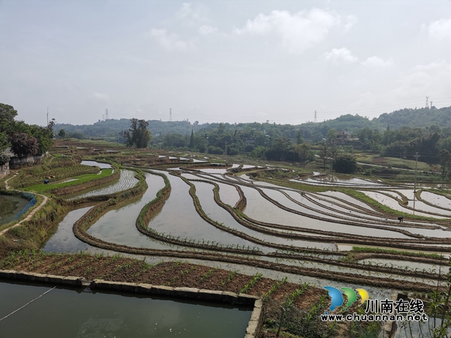  泸县太伏镇：万亩梯田春耕美如画(图2)