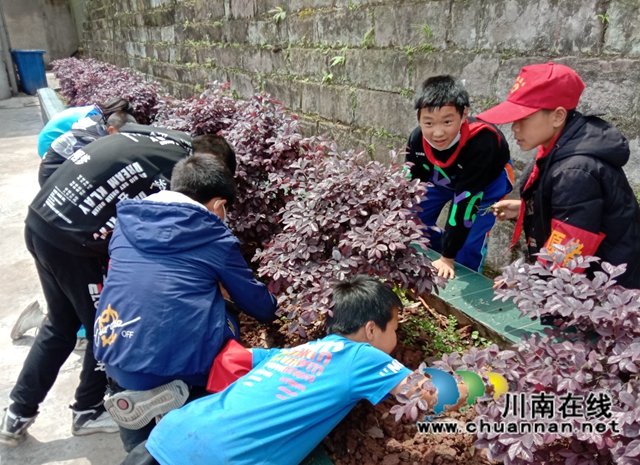 纳溪区天仙镇中心小学开展爱绿护绿活动(图2) 纳溪区天仙镇中心小学开展爱绿护绿活动(图2)