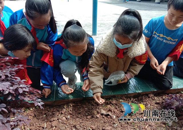 纳溪区天仙镇中心小学开展爱绿护绿活动(图3) 纳溪区天仙镇中心小学开展爱绿护绿活动(图3)