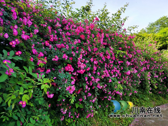 蔷薇墙、月季园……江阳区华阳街道西岸美景等你来打卡！(图3)