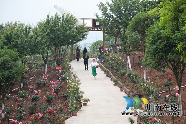 合江笔架山：城市后花园，玫瑰花盛开(图8)