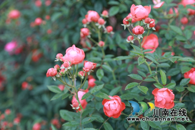 合江笔架山：城市后花园，玫瑰花盛开(图6)