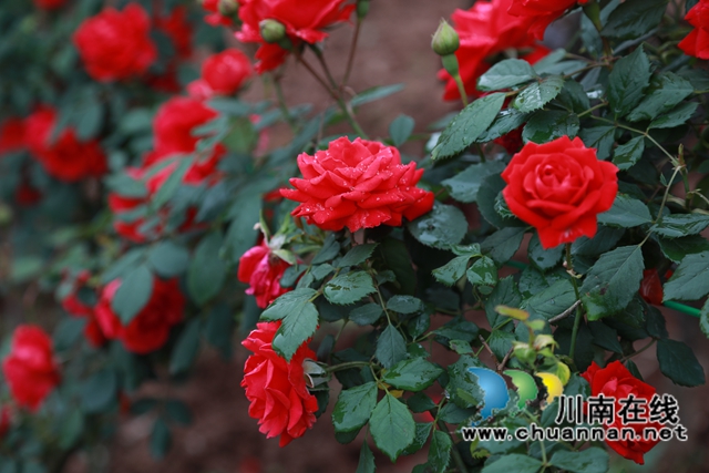 合江笔架山：城市后花园，玫瑰花盛开(图7)