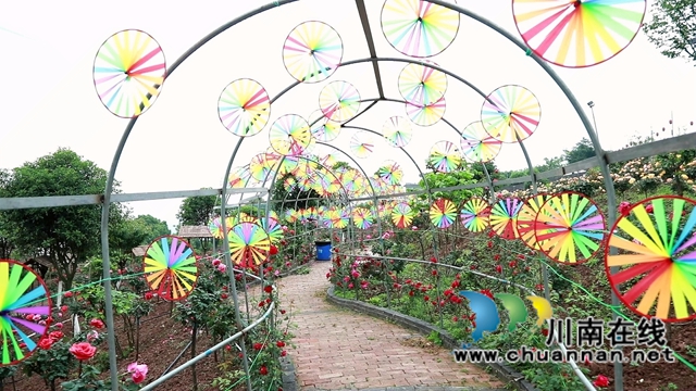 合江笔架山:城市后花园,玫瑰花盛开(图5) 合江笔架山:城市后花园,玫瑰花盛开(图5)