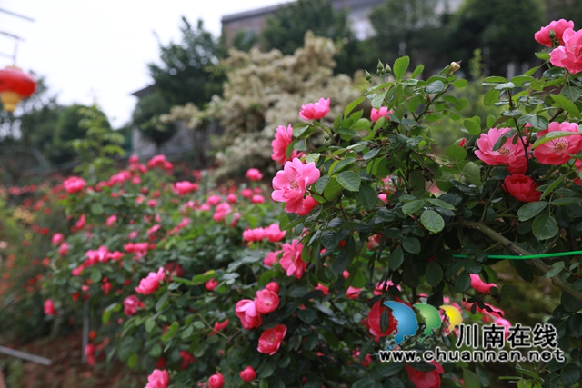 合江笔架山：城市后花园，玫瑰花盛开(图9)