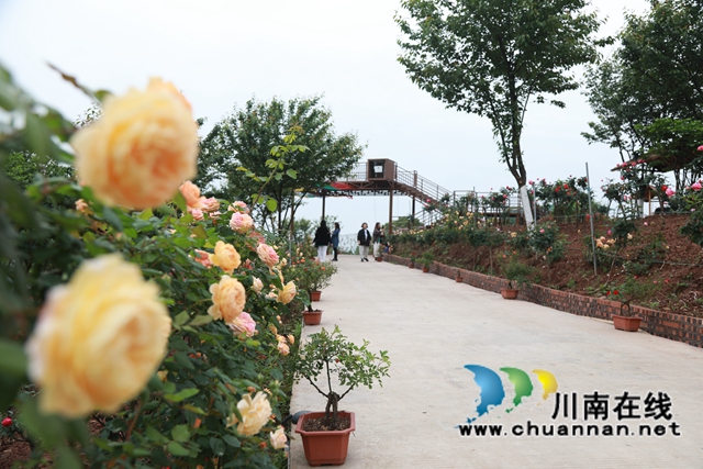 合江笔架山：城市后花园，玫瑰花盛开(图11)