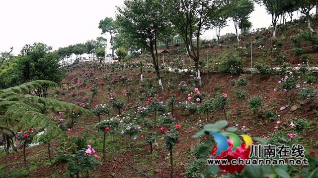 合江笔架山:城市后花园,玫瑰花盛开(图2) 合江笔架山:城市后花园,玫瑰花盛开(图2)