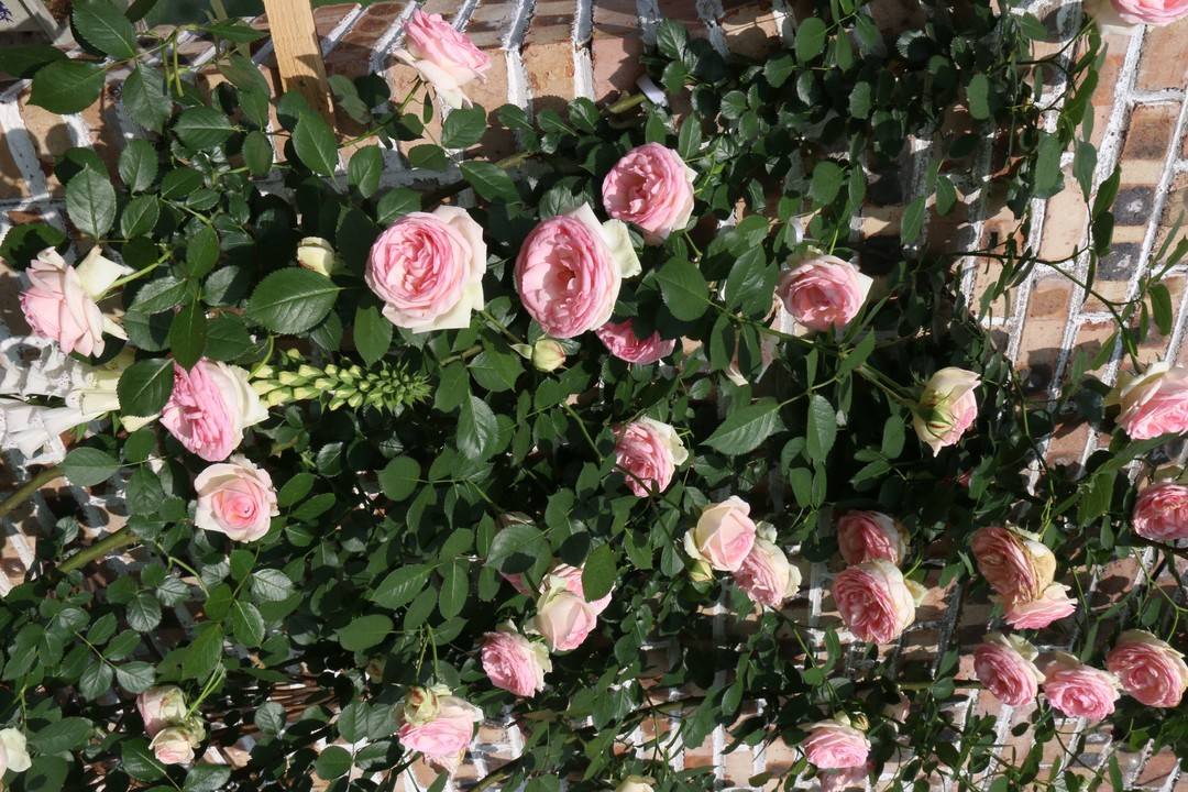 别再“云赏花”,到这里来一场春日的玫瑰告白吧(图2) 2.jpg