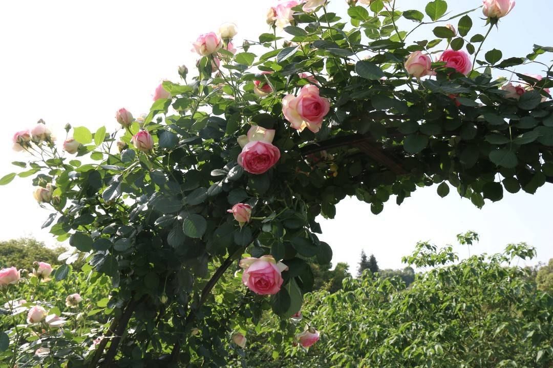 别再“云赏花”,到这里来一场春日的玫瑰告白吧(图4) 4.jpg