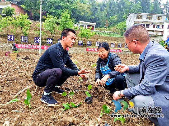 叙永观兴镇:真帮实扶,脱贫村走上循环种养奔康路(图3) 叙永观兴镇:真帮实扶,脱贫村走上循环种养奔康路(图3)