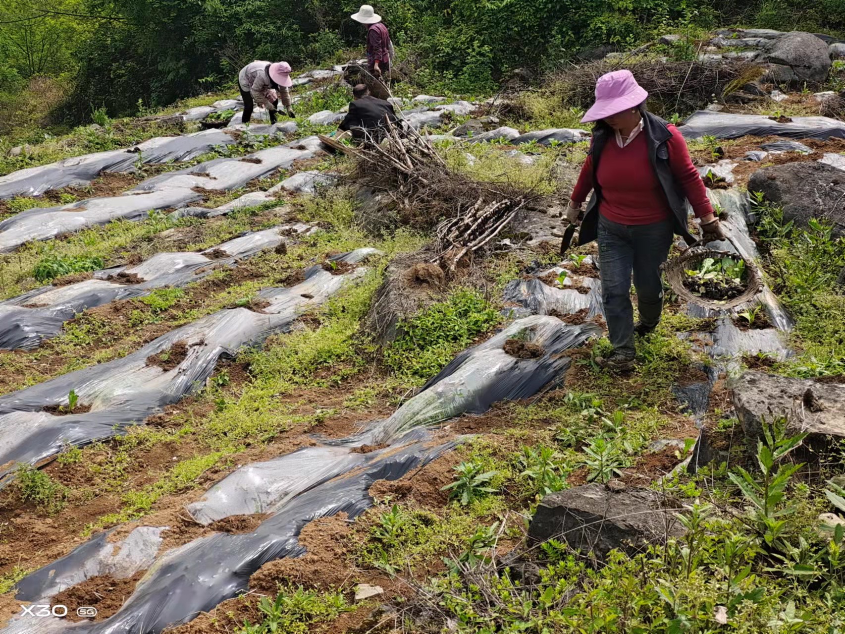 古蔺县观文镇：正是好时节，烤烟移栽当抓紧(图2)