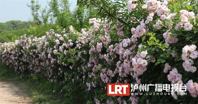 人间醉美四月天丨泸州蔷薇花墙等你打卡！(图5)
