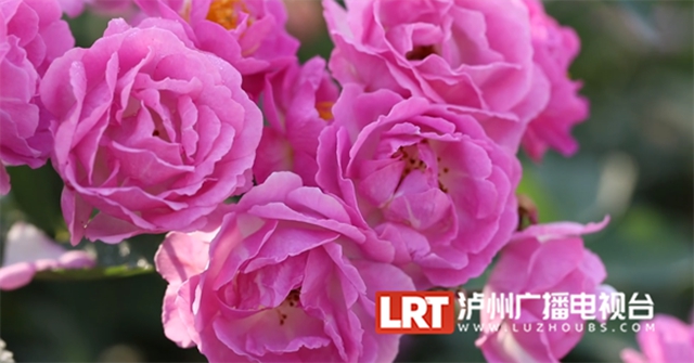 人间醉美四月天丨泸州蔷薇花墙等你打卡！(图4)