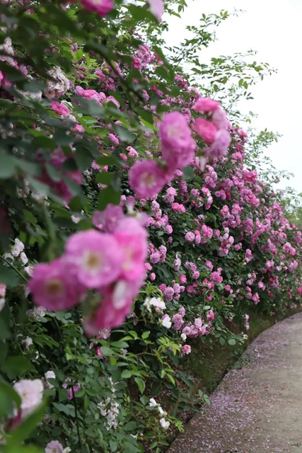 人间醉美四月天丨泸州蔷薇花墙等你打卡！(图12)