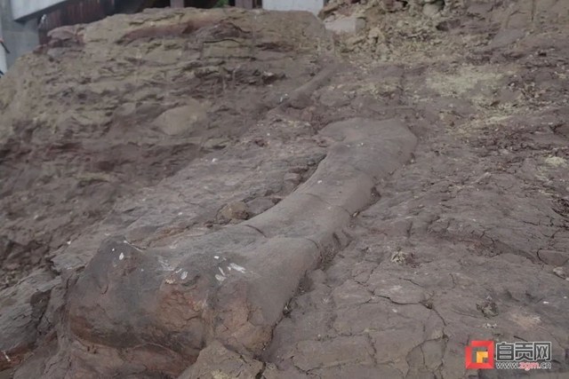 惊喜!自贡新发现恐龙化石14处,有望与大山铺相媲美(图3) 惊喜!自贡新发现恐龙化石14处,有望与大山铺相媲美(图3)