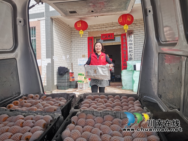 4月23日，泸县海潮镇云上枇杷节邀请你品尝新鲜枇杷！(图5)