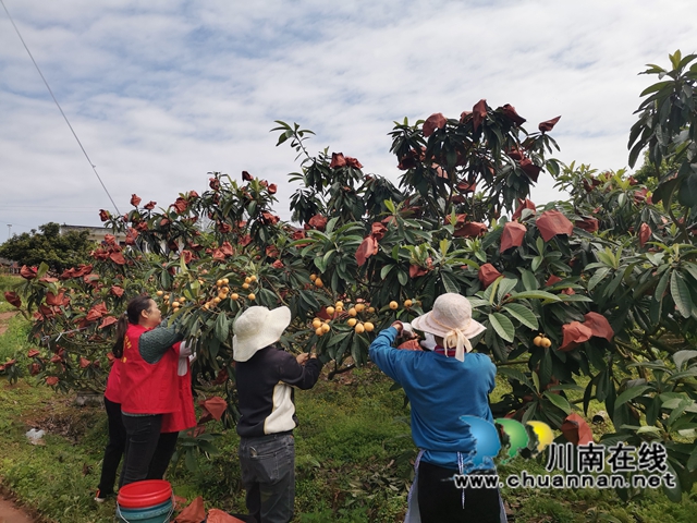 4月23日，泸县海潮镇云上枇杷节邀请你品尝新鲜枇杷！(图7)