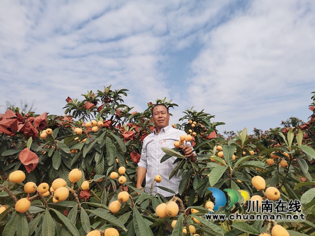 4月23日，泸县海潮镇云上枇杷节邀请你品尝新鲜枇杷！(图10)