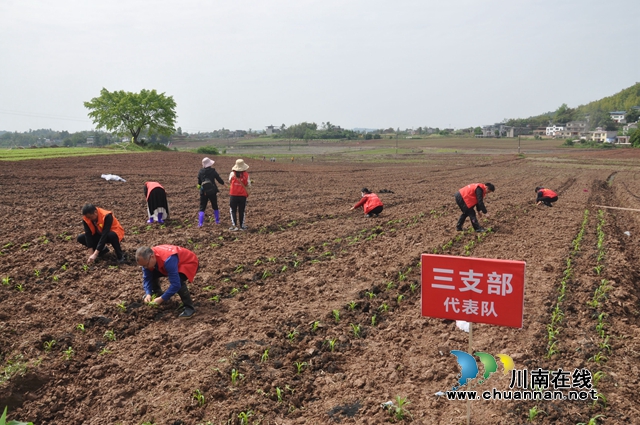 党员助春耕，田间党旗红！泸县党员志愿服务队助力“东翼”产业发展(图2)