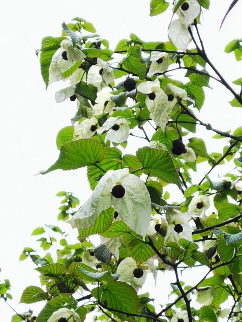 2万余株!宜宾这个地方的“鸽子花”开了!别错过!(图2) 2万余株!宜宾这个地方的“鸽子花”开了!别错过!(图2)