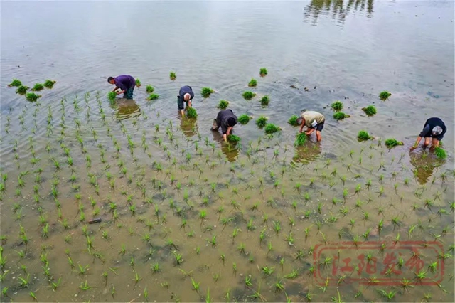 好雨生百谷，谷雨润万物，江阳春播进行时(图5)