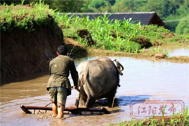 好雨生百谷，谷雨润万物，江阳春播进行时(图7)