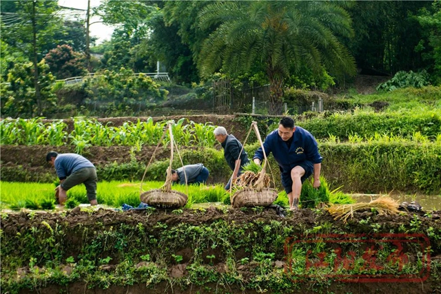好雨生百谷，谷雨润万物，江阳春播进行时(图6)