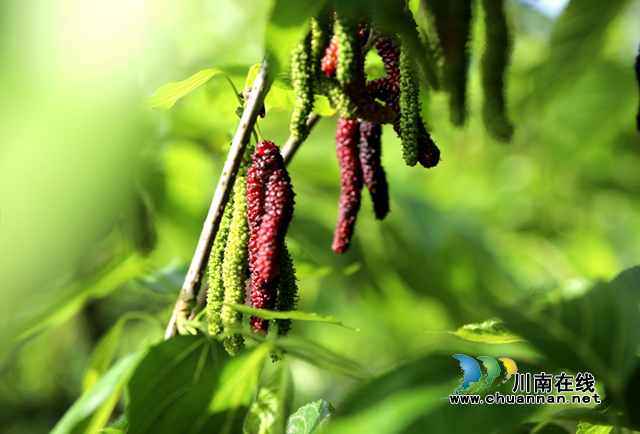 合江县:幸福桑田迎丰收,乡村振兴谱新曲(图2) 合江县:幸福桑田迎丰收,乡村振兴谱新曲(图2)