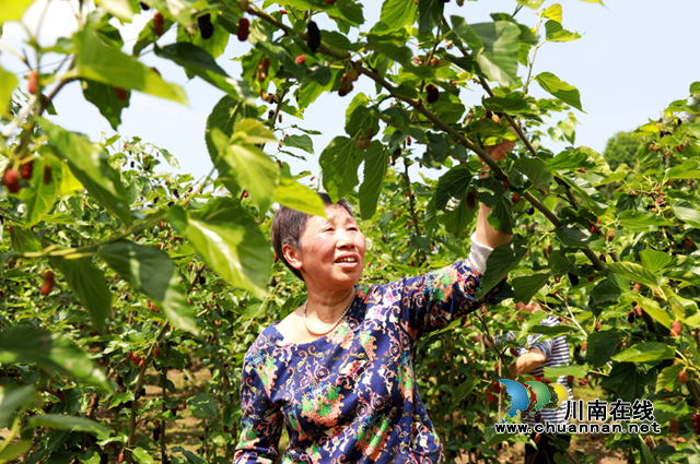 合江县:幸福桑田迎丰收,乡村振兴谱新曲(图3) 合江县:幸福桑田迎丰收,乡村振兴谱新曲(图3)