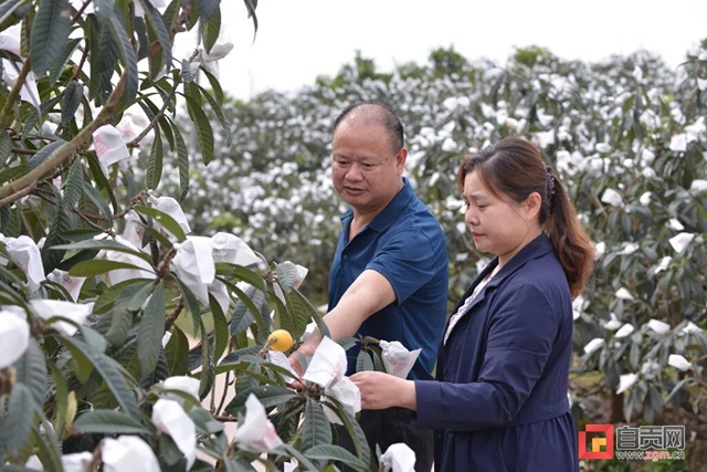 1000万斤！自贡本地“大五星枇杷”熟了，甜“惨”了(图1)