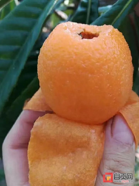 1000万斤！自贡本地“大五星枇杷”熟了，甜“惨”了(图4)