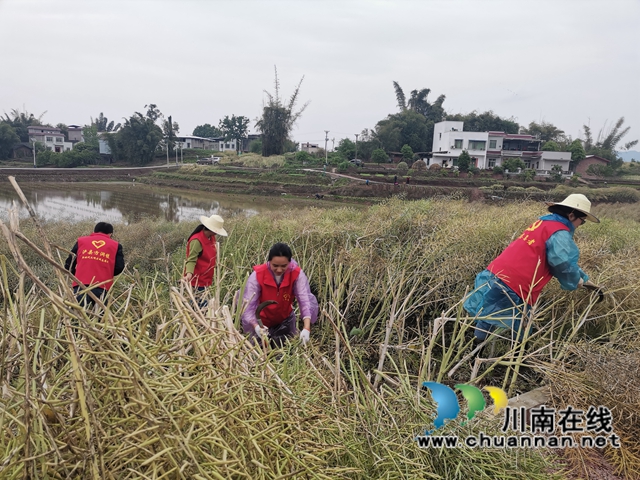 粮油轮作，两段式机收，泸县藏粮于地藏粮于技效果好！(图2)