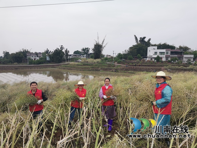 粮油轮作，两段式机收，泸县藏粮于地藏粮于技效果好！(图3)