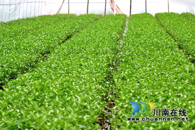 泸县石桥镇：乡贤种植藤藤菜，带动村民富起来(图1)