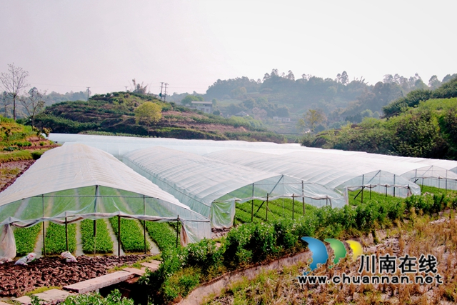 泸县石桥镇：乡贤种植藤藤菜，带动村民富起来(图3)