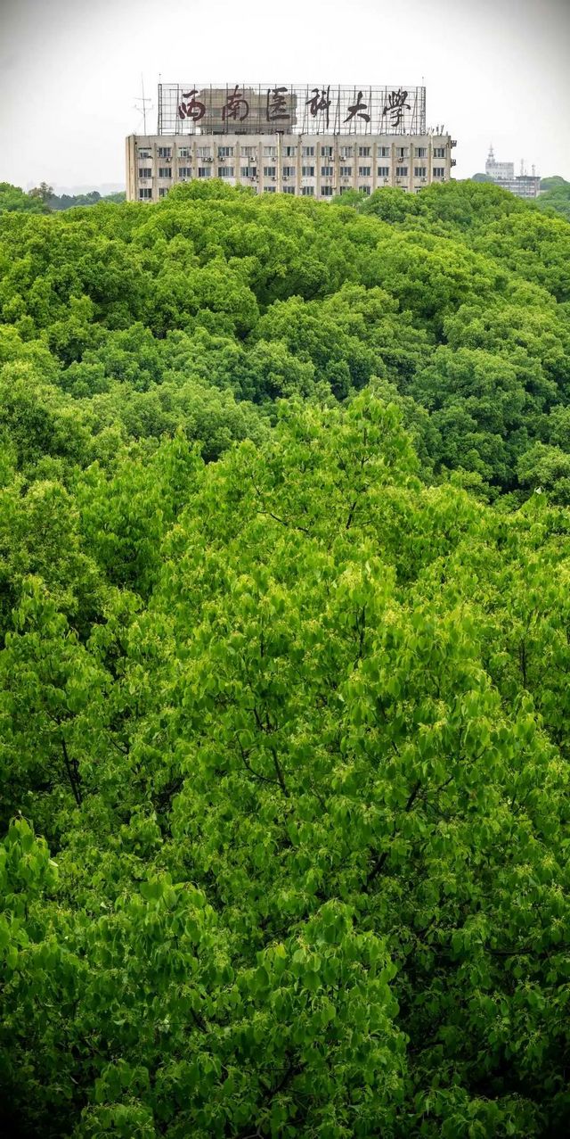百年香樟成林｜让西南医科大学子念念不忘的“绿荫”情谊(图18)