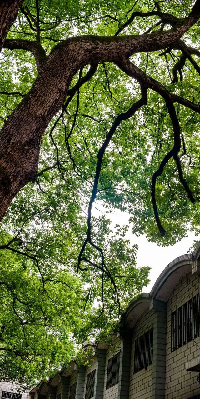百年香樟成林｜让西南医科大学子念念不忘的“绿荫”情谊(图21)