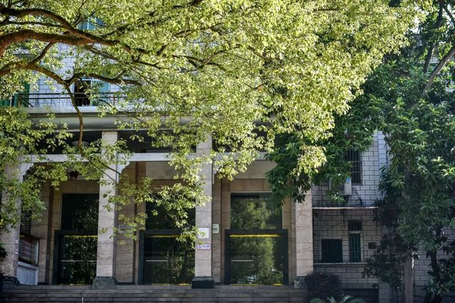 百年香樟成林｜让西南医科大学子念念不忘的“绿荫”情谊(图23)