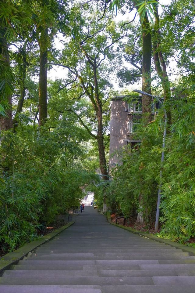 百年香樟成林｜让西南医科大学子念念不忘的“绿荫”情谊(图24)