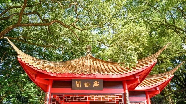 百年香樟成林｜让西南医科大学子念念不忘的“绿荫”情谊(图29)