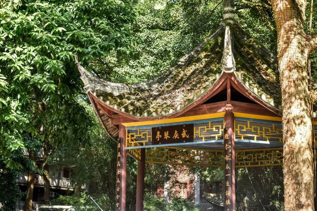 百年香樟成林｜让西南医科大学子念念不忘的“绿荫”情谊(图31)