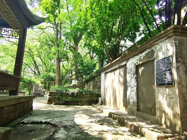 百年香樟成林｜让西南医科大学子念念不忘的“绿荫”情谊(图5)