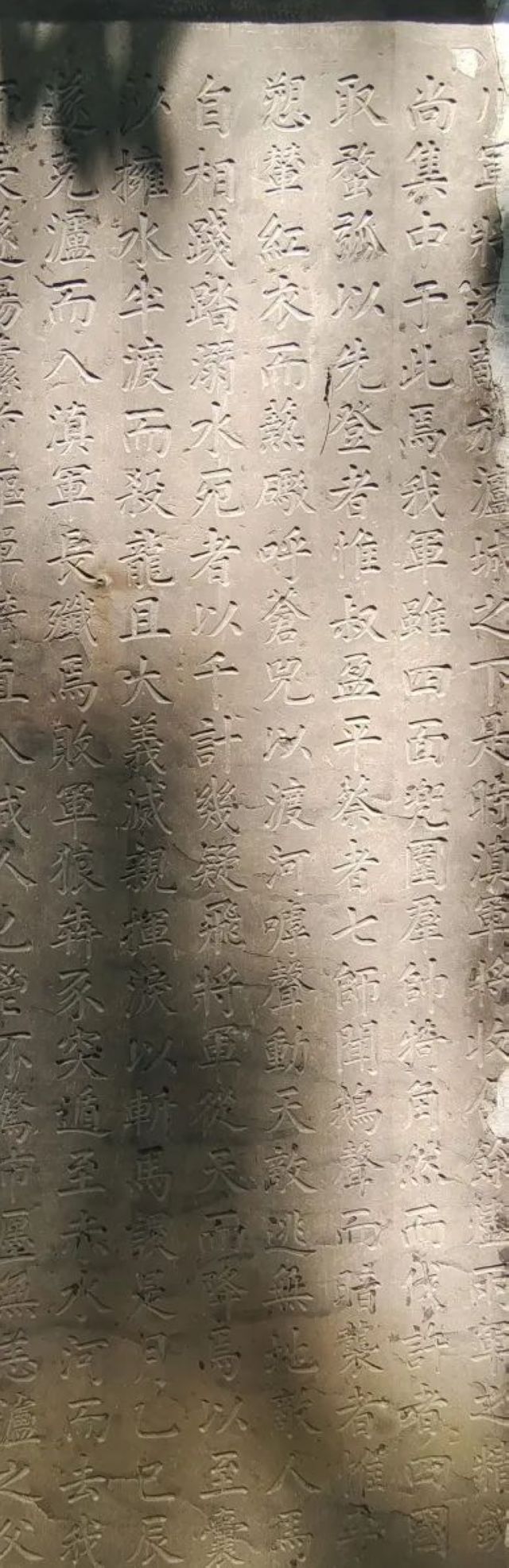 百年香樟成林｜让西南医科大学子念念不忘的“绿荫”情谊(图6)